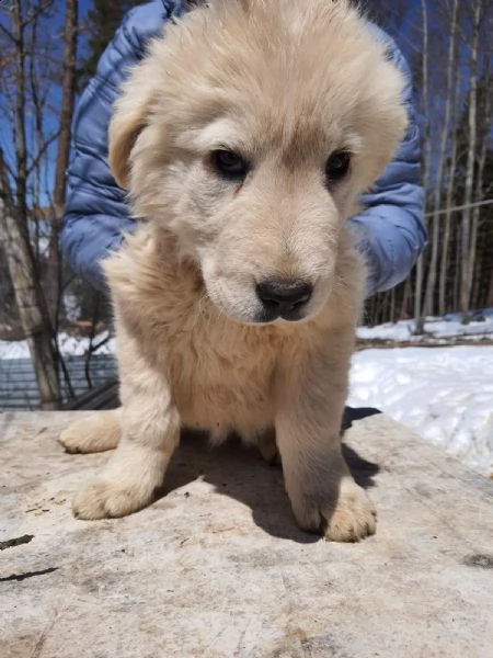 pastore maremmano abruzzese (femminuccia)