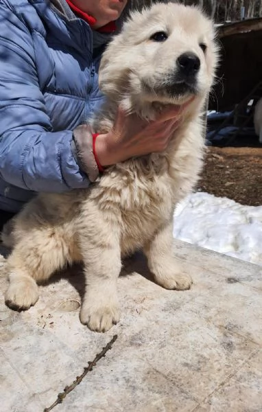 pastore maremmano abruzzese (femminuccia) | Foto 1