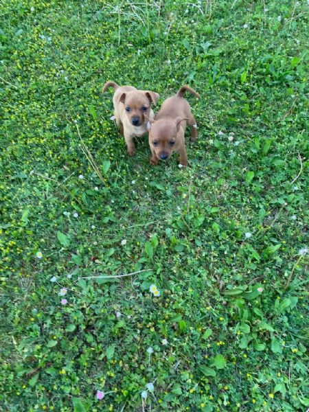 pincher  | Foto 1