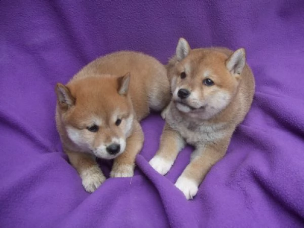 shiba inu (due maschietti)