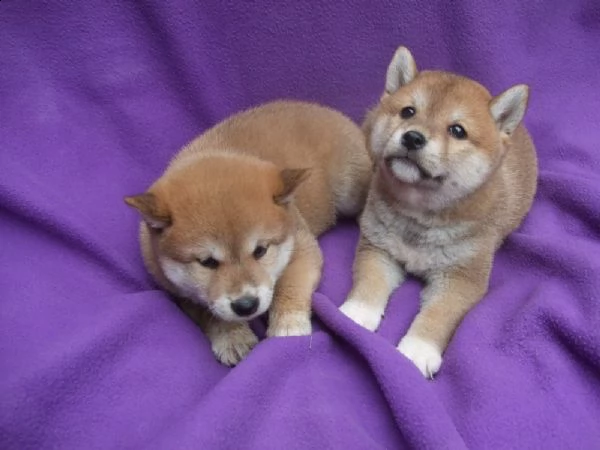 shiba inu (due maschietti) | Foto 1