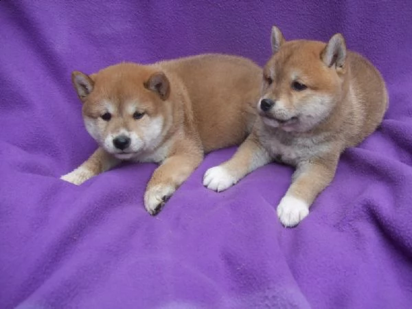 shiba inu (due maschietti) | Foto 0