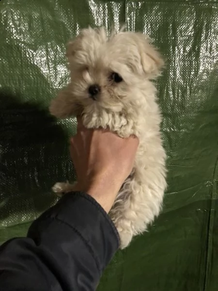 maltipoo  | Foto 1