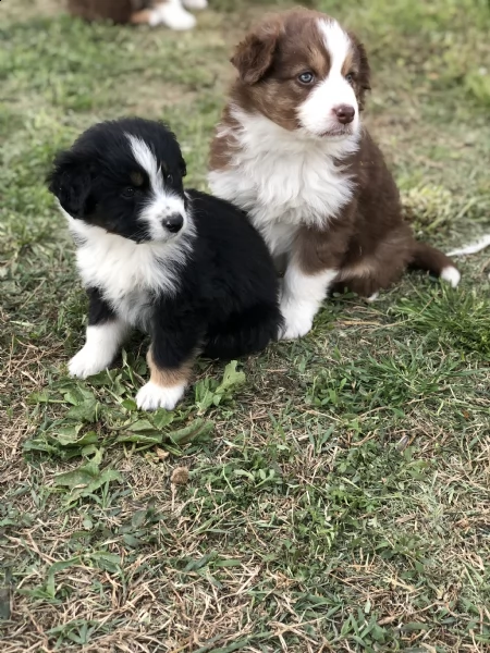 australian shepherd dog (solo maschietti) | Foto 3