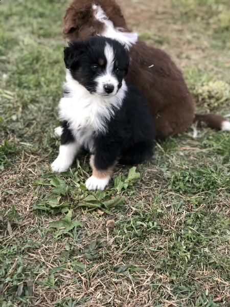 australian shepherd dog (solo maschietti) | Foto 2