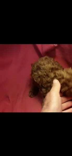 australian shepherd dog (solo maschietti) | Foto 1