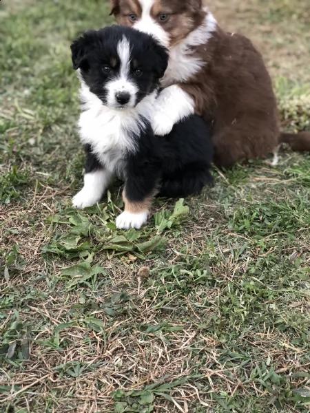 australian shepherd dog (solo maschietti) | Foto 0