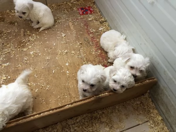 australian shepherd dog (solo maschietti)