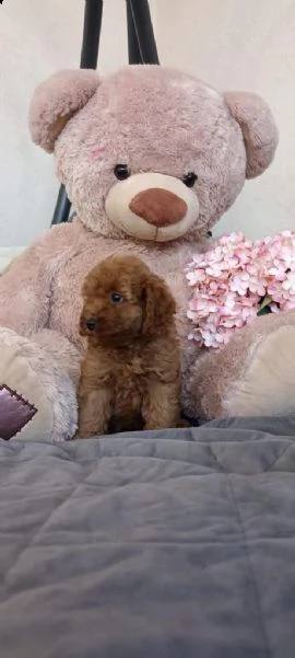 cuccioli di barboncino  | Foto 4