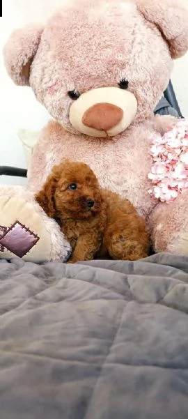 cuccioli di barboncino  | Foto 3