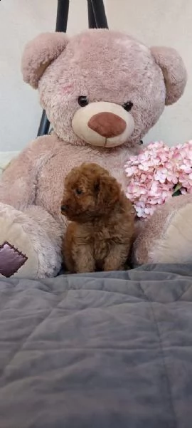 cuccioli di barboncino  | Foto 1