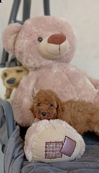 cuccioli di barboncino 