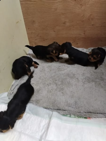 cuccioli di yorkshire  | Foto 3