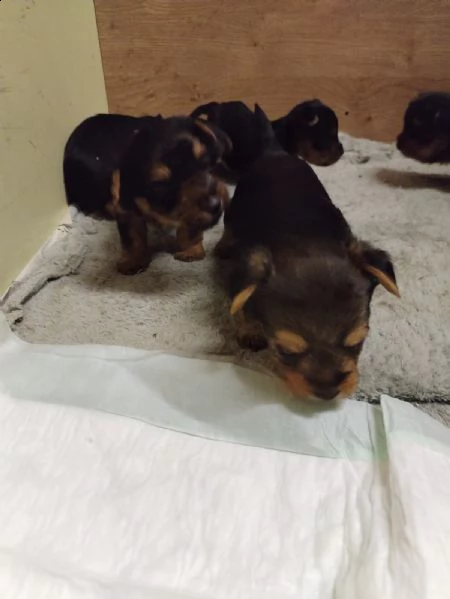 cuccioli di yorkshire  | Foto 2