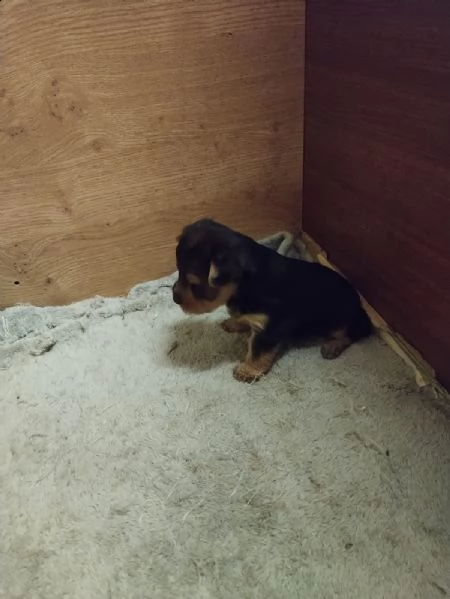 cuccioli di yorkshire  | Foto 1