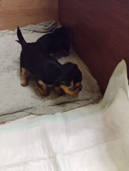 cuccioli di yorkshire  | Foto 0