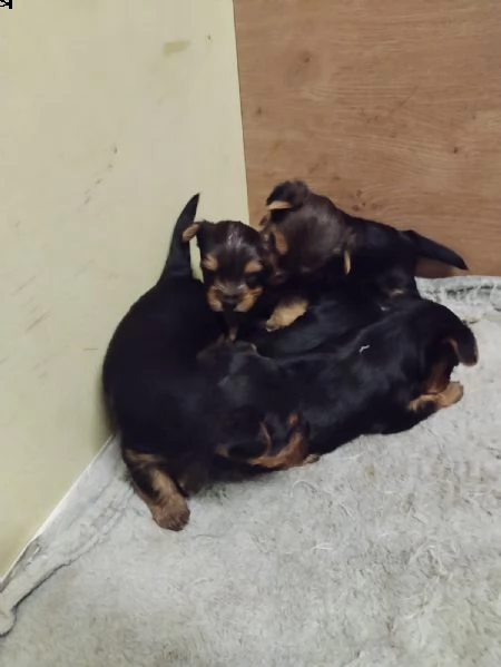 cuccioli di yorkshire 