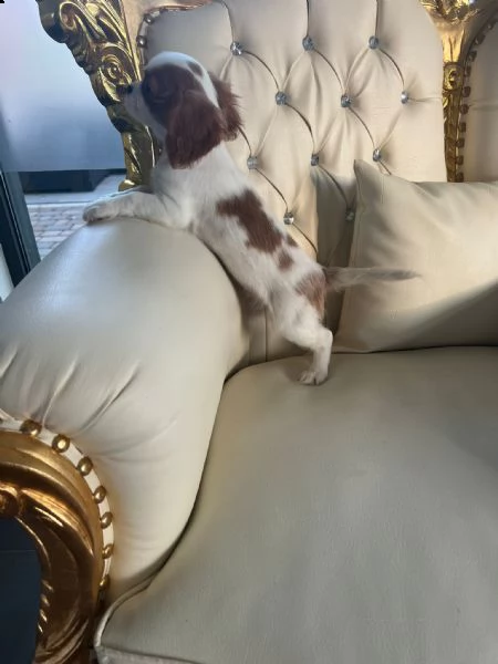 cuccioli di cavalier king  | Foto 4
