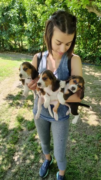 cuccioli di beagle  | Foto 3