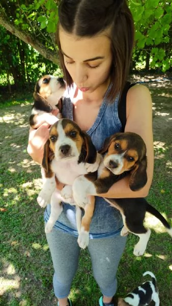 cuccioli di beagle 