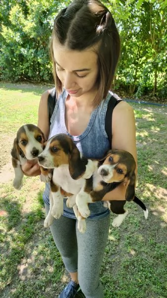 cuccioli di beagle  | Foto 2
