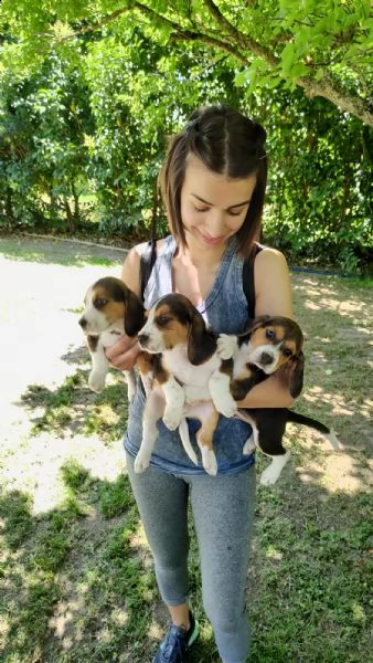 cuccioli di beagle  | Foto 1