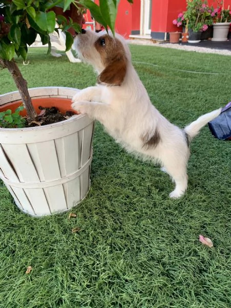 jack russell (enci)  | Foto 2