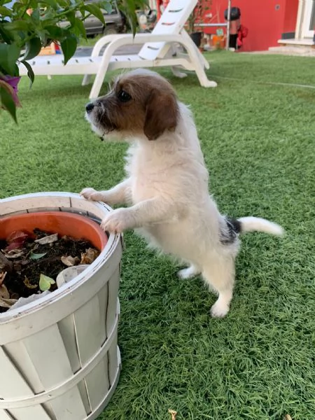 jack russell (enci)  | Foto 1