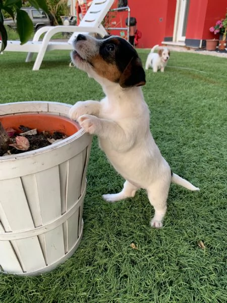 jack russell (enci)  | Foto 0