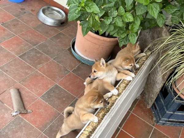 cuccioli di shiba inu 