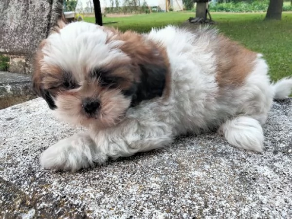 cuccioli di shihtzu  | Foto 1