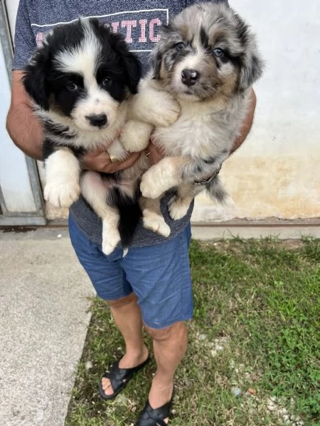 pastore australiano  | Foto 0