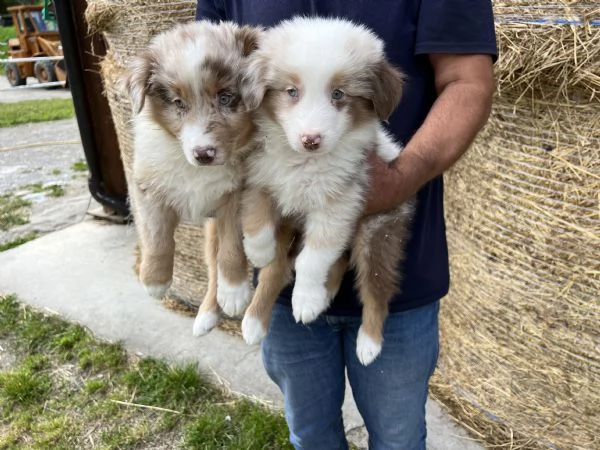 cuccioli di australian shepherd (pastore australiano)  | Foto 3