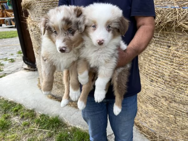 cuccioli di australian shepherd (pastore australiano)  | Foto 2