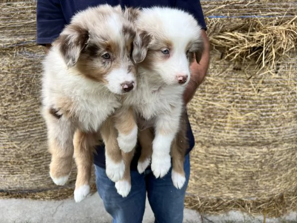 cuccioli di australian shepherd (pastore australiano)  | Foto 1