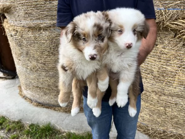 cuccioli di australian shepherd (pastore australiano)  | Foto 0