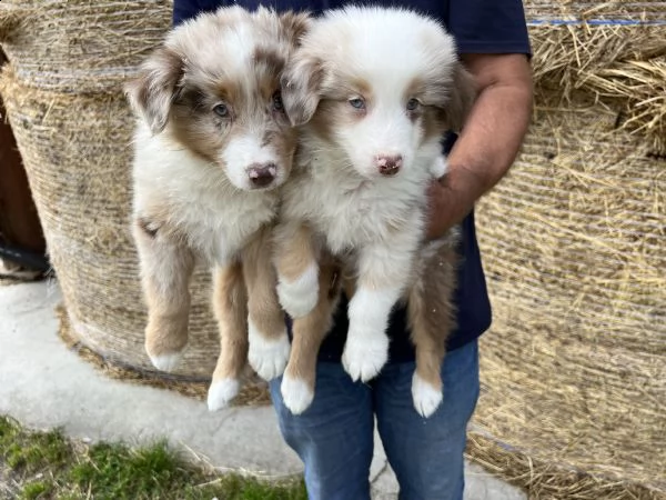 cuccioli di australian shepherd (pastore australiano) 