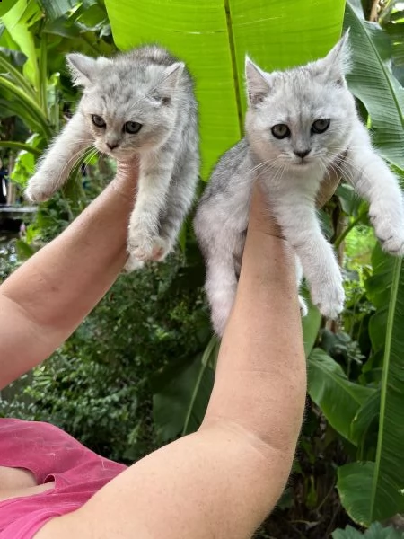gattini burmilla 