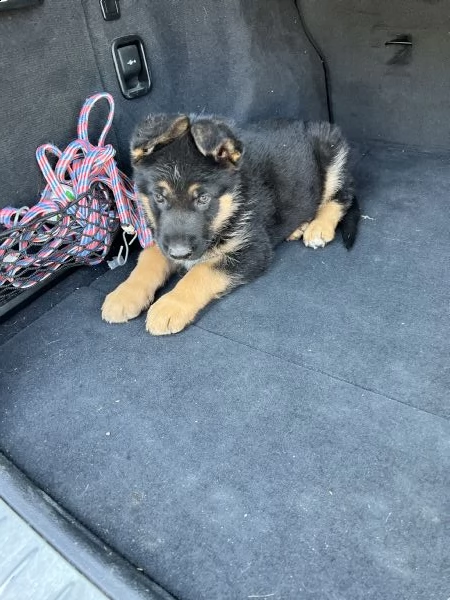 cuccioli maschietti di pastore tedesco  | Foto 3