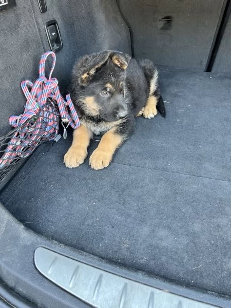 cuccioli maschietti di pastore tedesco  | Foto 1