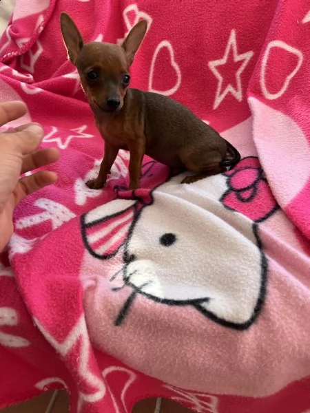 cuccioli di pinscher toy  | Foto 3