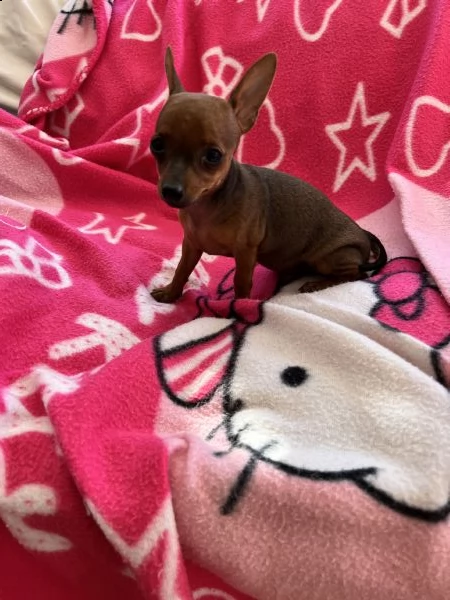 cuccioli di pinscher toy  | Foto 2