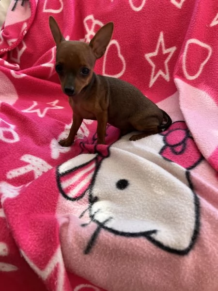 cuccioli di pinscher toy  | Foto 1
