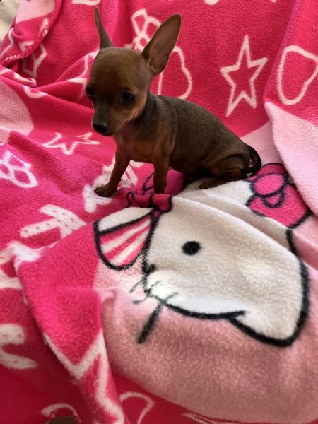 cuccioli di pinscher toy  | Foto 0