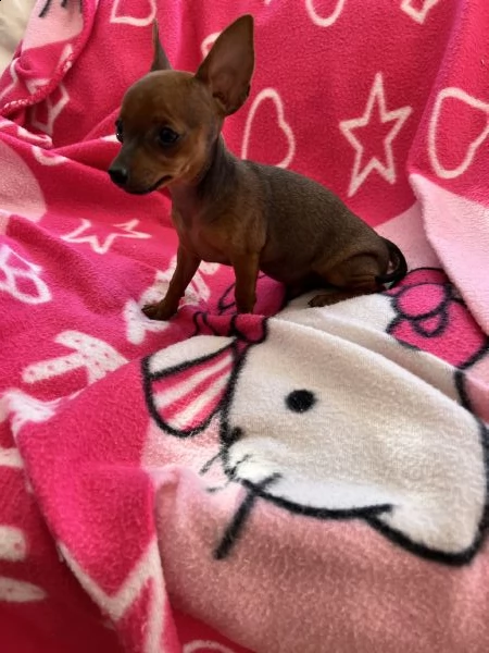 cuccioli di pinscher toy 