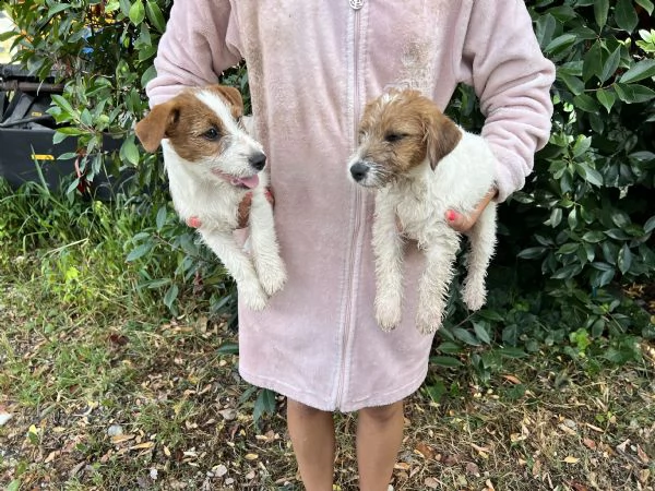 cuccioli di jack russell pedigree enci 