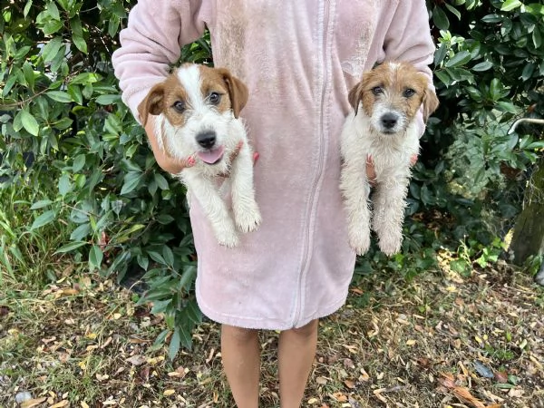 cuccioli di jack russell pedigree enci  | Foto 3