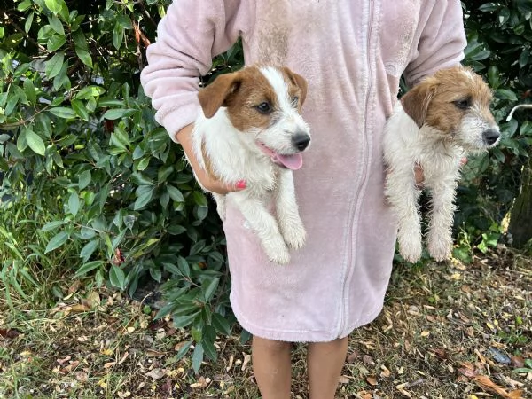 cuccioli di jack russell pedigree enci  | Foto 2
