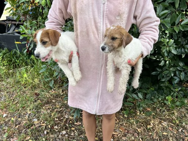 cuccioli di jack russell pedigree enci  | Foto 1