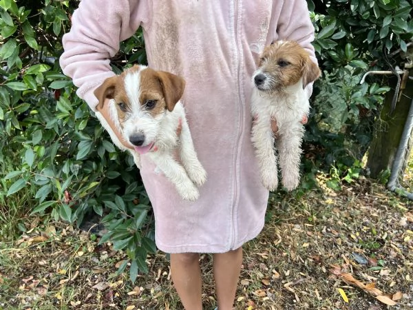 cuccioli di jack russell pedigree enci  | Foto 0